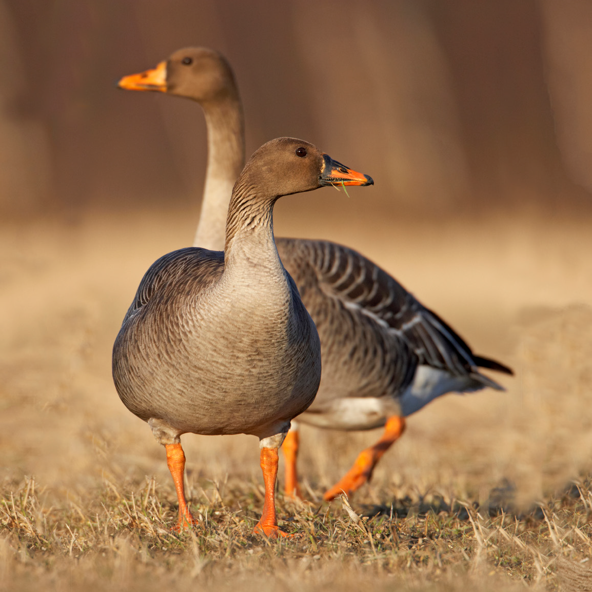 Taiga Bean Goose Call at Fernando Ruppe blog